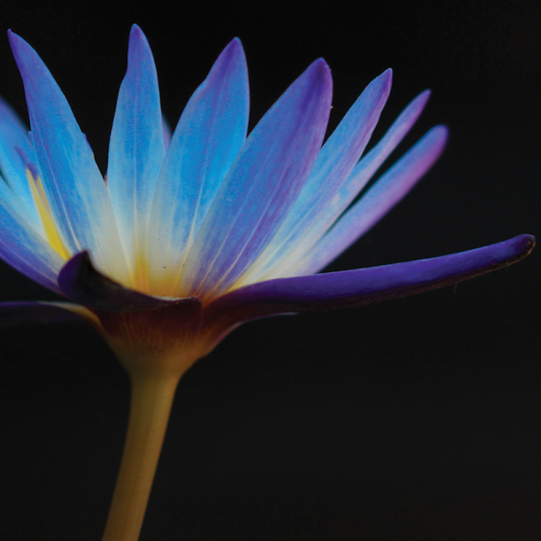 Environmental Science Major Arts Sciences